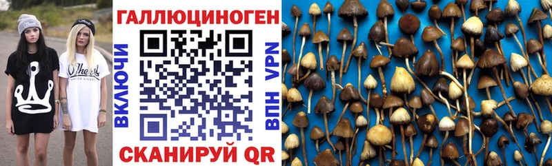 Галлюциногенные грибы Cubensis Сургут